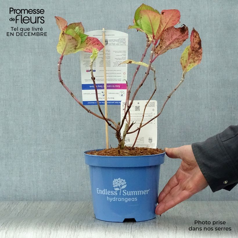 Hydrangea macrophylla Endless Summer Twist and Shout 2L/3L pot sample as delivered in winter