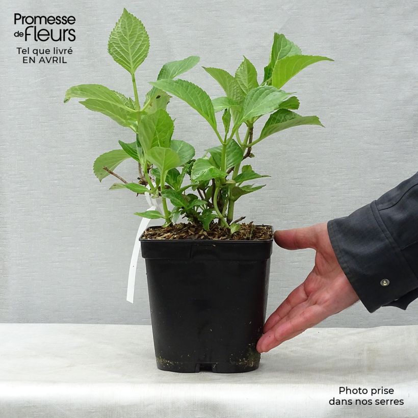 Hydrangea macrophylla Étoile Violette 2L/3L pot sample as delivered in spring