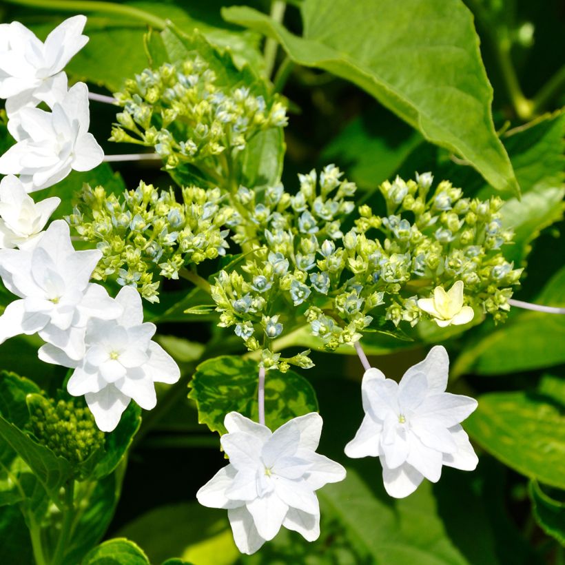 Hydrangea macrophylla Hovaria Fireworks White (Flowering)