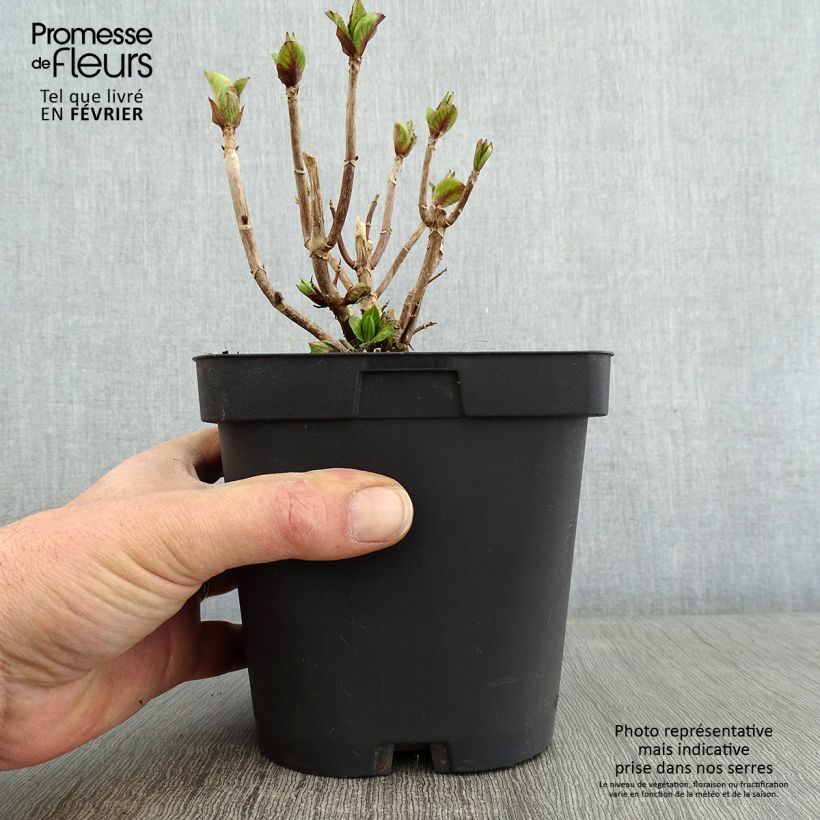 Hydrangea macrophylla Freudenstein D 2L/3L pot sample as delivered in winter