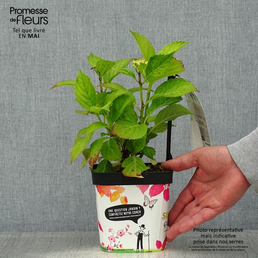 Hydrangea macrophylla Freudenstein D 2L/3L pot sample as delivered in spring