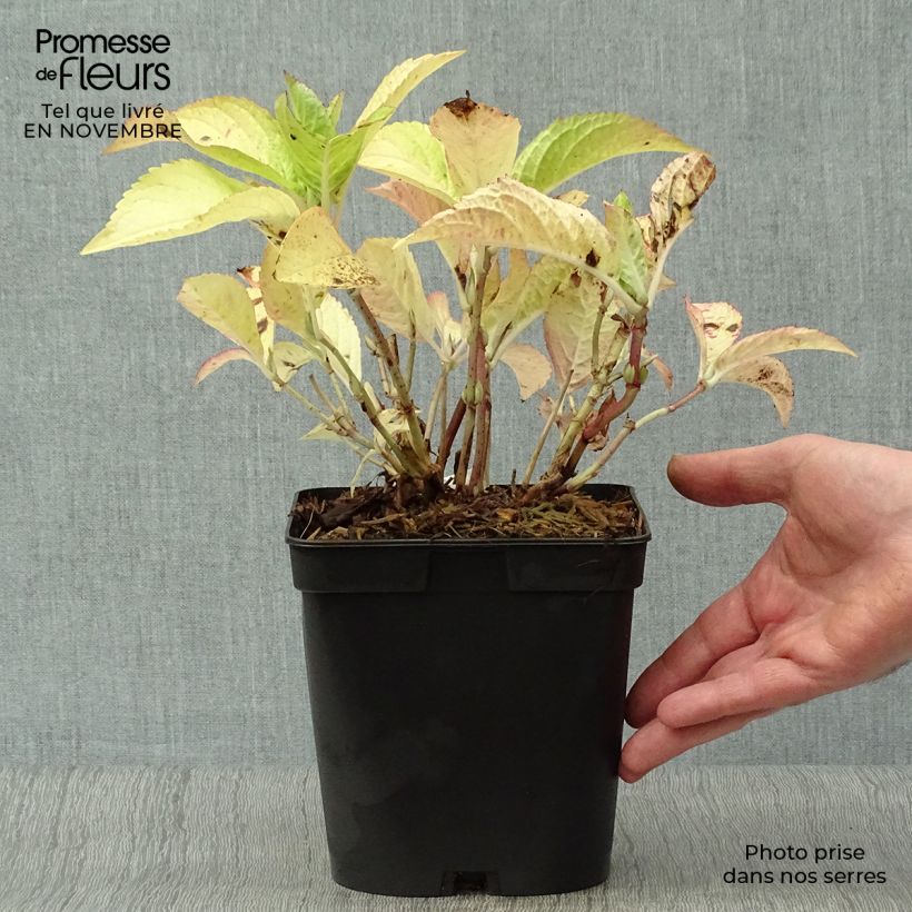 Hydrangea macrophylla Generale Vicomtesse de Vibraye 2L/3L pot sample as delivered in autumn