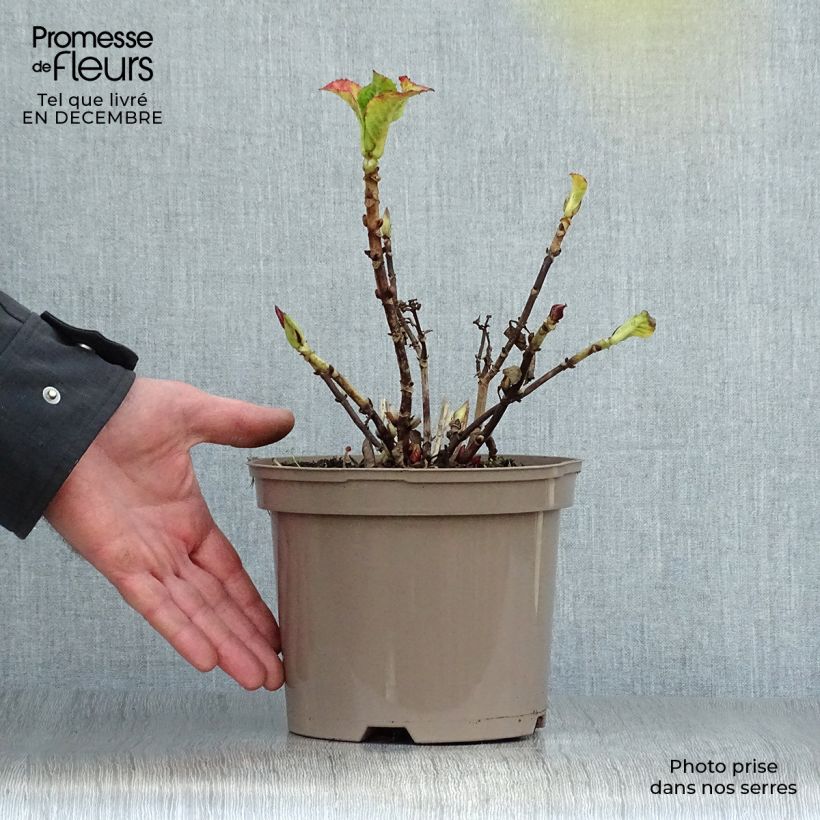 Hydrangea macrophylla Glowing Ambers 2L/3L pot sample as delivered in winter