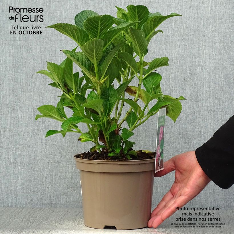 Hydrangea macrophylla Glowing Ambers 2L/3L pot sample as delivered in autumn