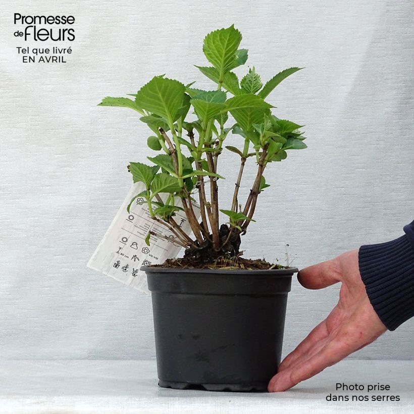 Hydrangea macrophylla Glowing Ambers 2L/3L pot sample as delivered in spring