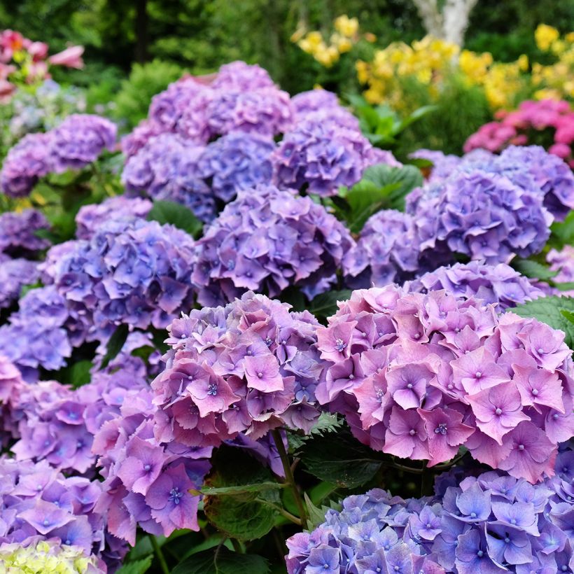 Hydrangea macrophylla Hamburg (Flowering)