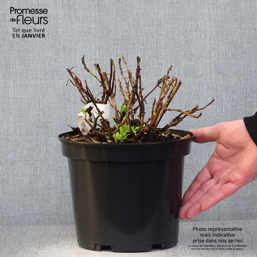 Hydrangea macrophylla Hovaria Hobergine 4L/5L pot sample as delivered in winter