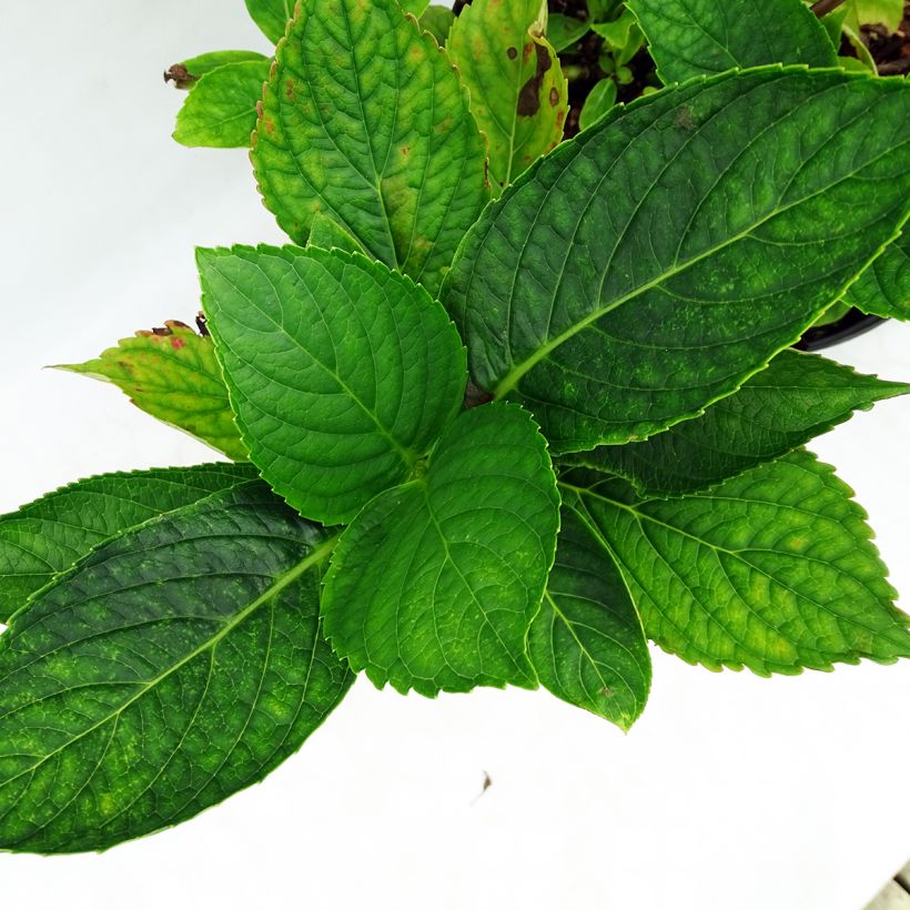 Hydrangea macrophylla Hovaria Hopcorn (Foliage)