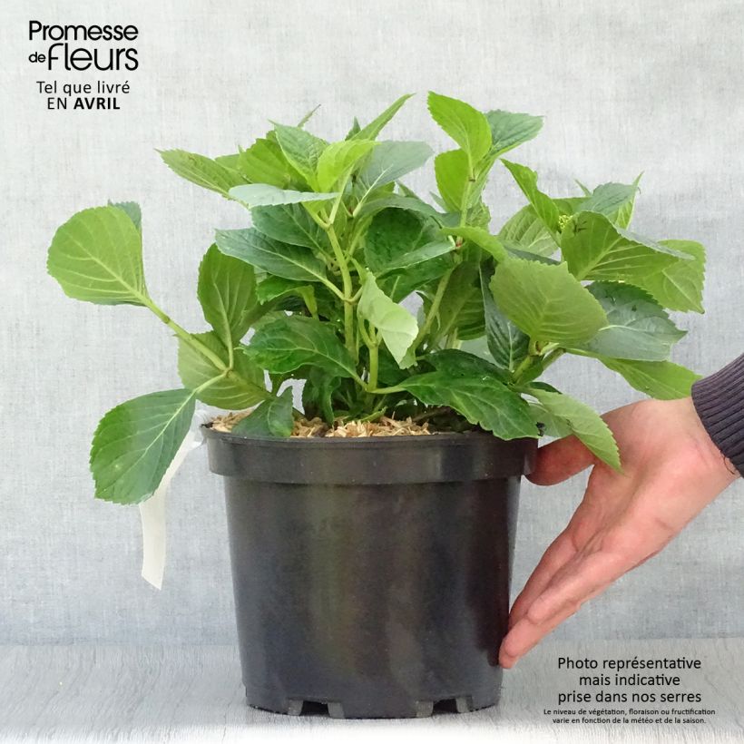 Hydrangea macrophylla Hovaria Hopcorn 4L/5L pot sample as delivered in spring