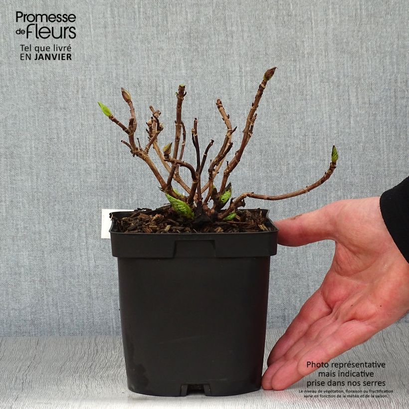 Hydrangea macrophylla Immaculata 2L/3L pot sample as delivered in winter