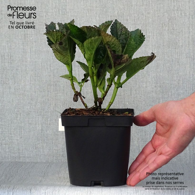 Hydrangea macrophylla Julisa 1.5L/2L pot sample as delivered in autumn