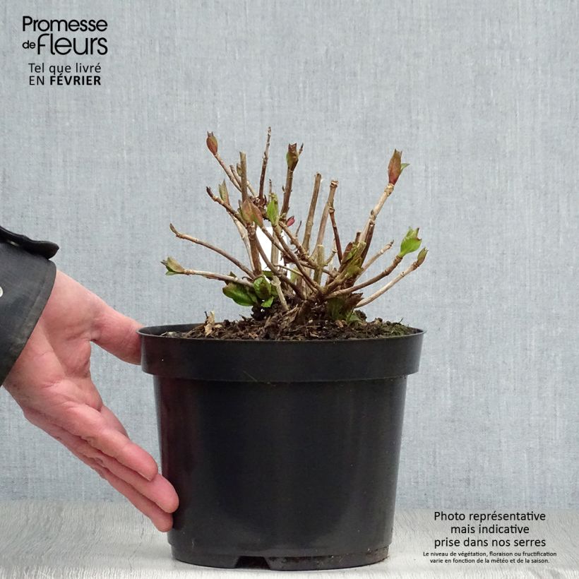 Hydrangea macrophylla Teller Kardinal 2L/3L pot sample as delivered in winter