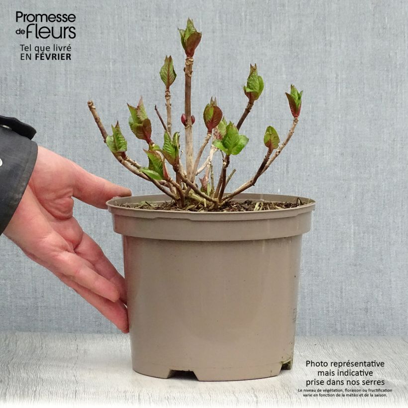 Hydrangea macrophylla Royalty Kardinal Violet 2L/3L pot sample as delivered in winter