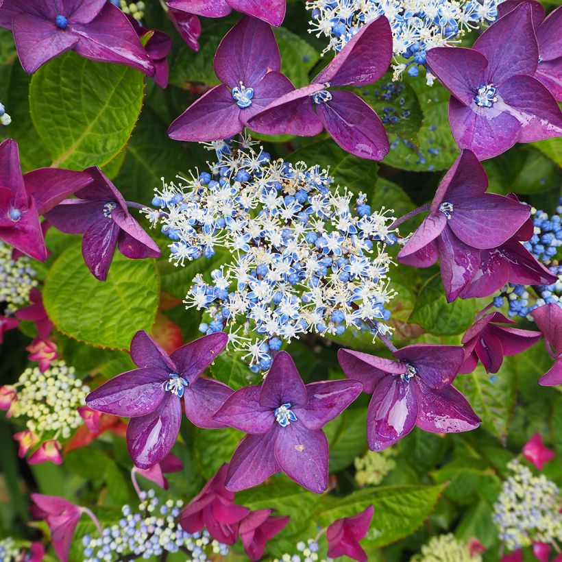 Hydrangea macrophylla Royalty Kardinal Violet (Flowering)