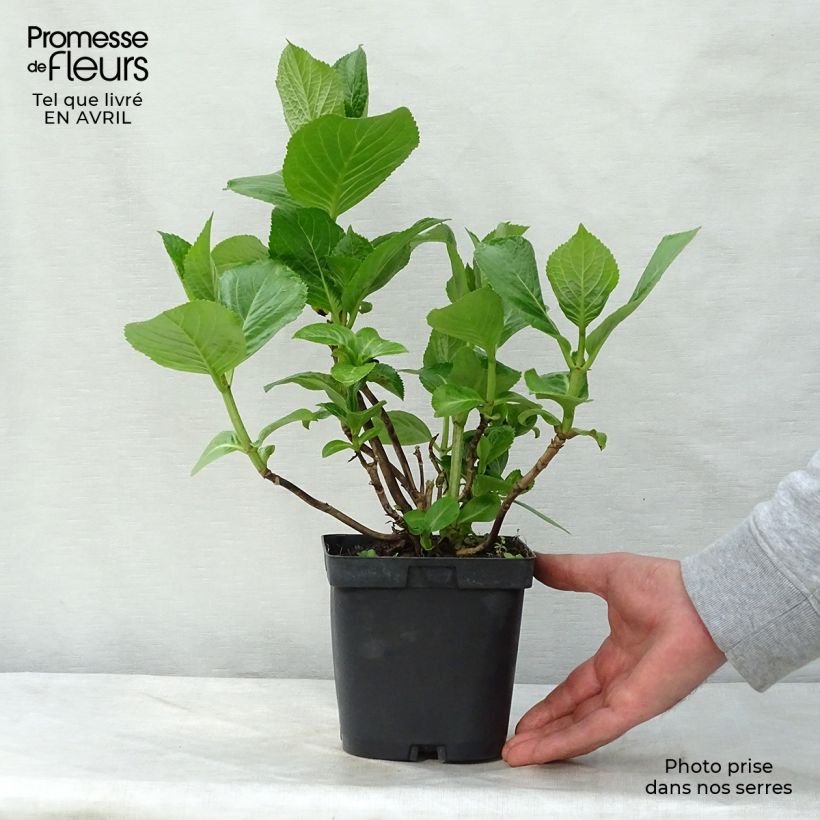 Hydrangea macrophylla Kazan 2L/3L pot sample as delivered in spring