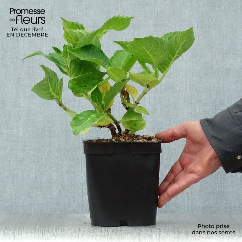 Hydrangea macrophylla La Marne 2L/3L pot sample as delivered in winter