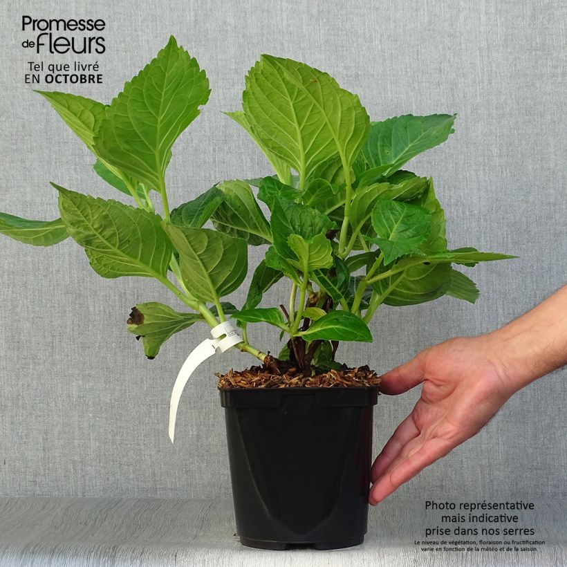 Hydrangea macrophylla La Marne 2L/3L pot sample as delivered in autumn