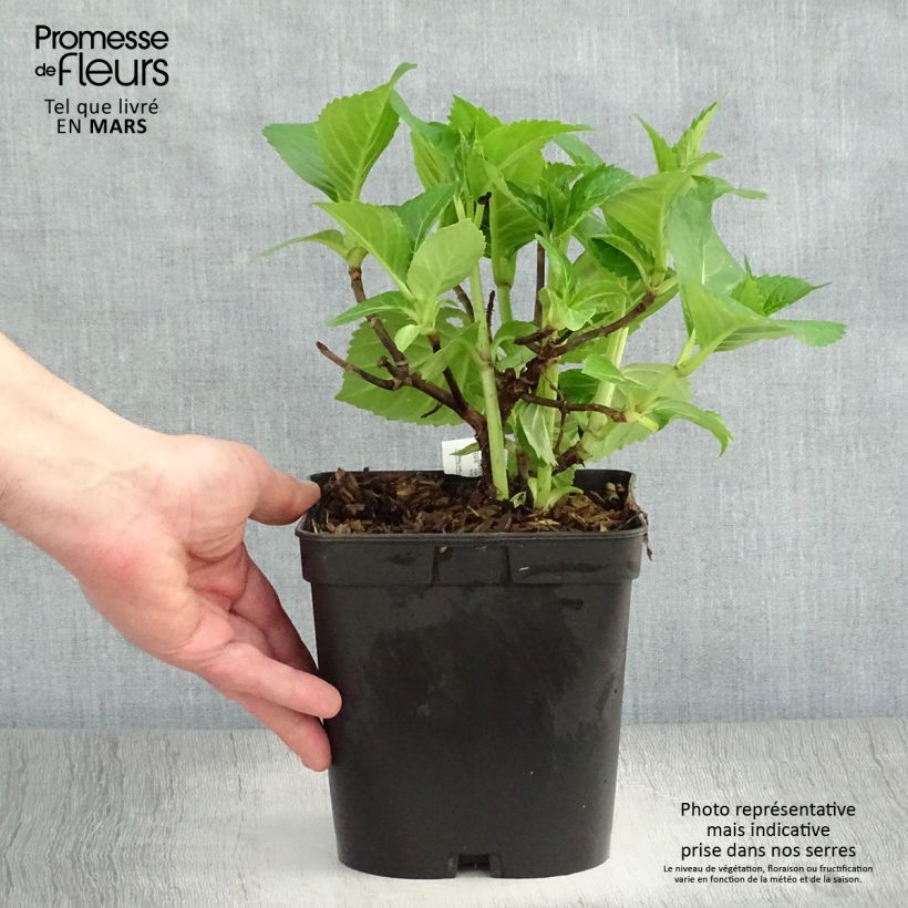 Hydrangea macrophylla La Marne 2L/3L pot sample as delivered in spring