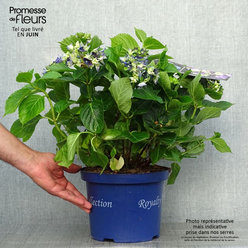 Hydrangea macrophylla Lady Mata Hari 2L/3L pot sample as delivered in summer