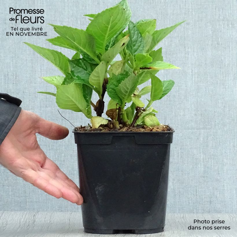 Hydrangea macrophylla Leuchtfeuer 2L/3L pot sample as delivered in autumn