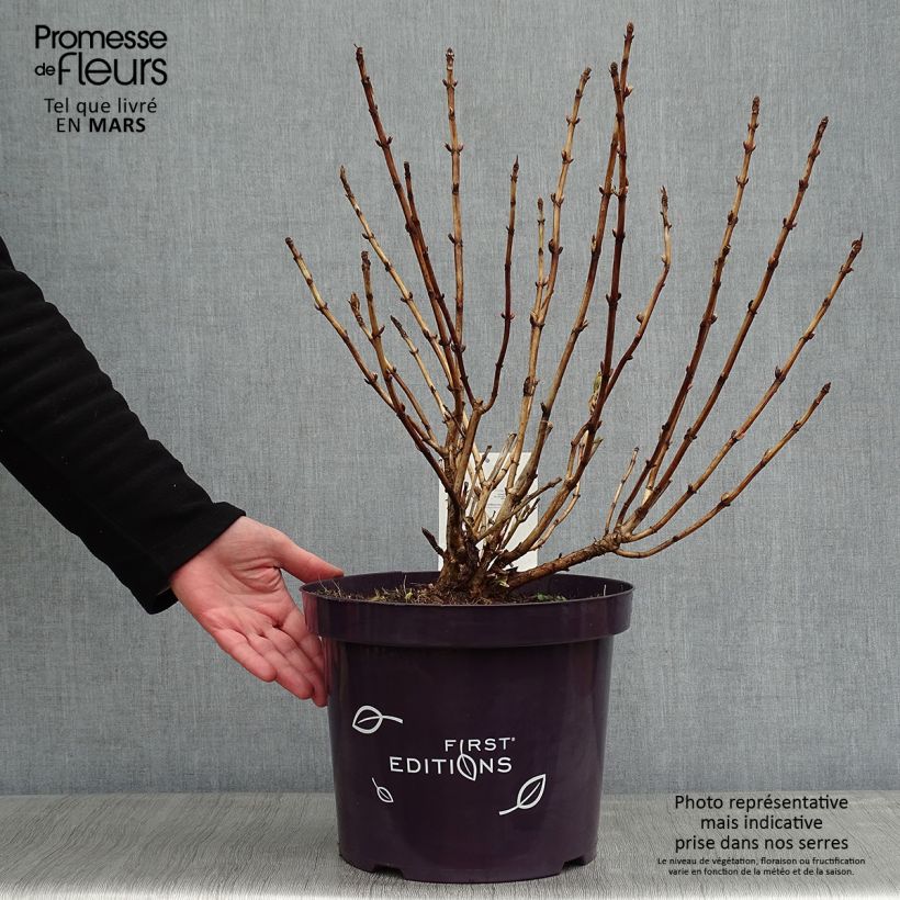 Hydrangea macrophylla LightoDay 7.5L/10L pot sample as delivered in winter