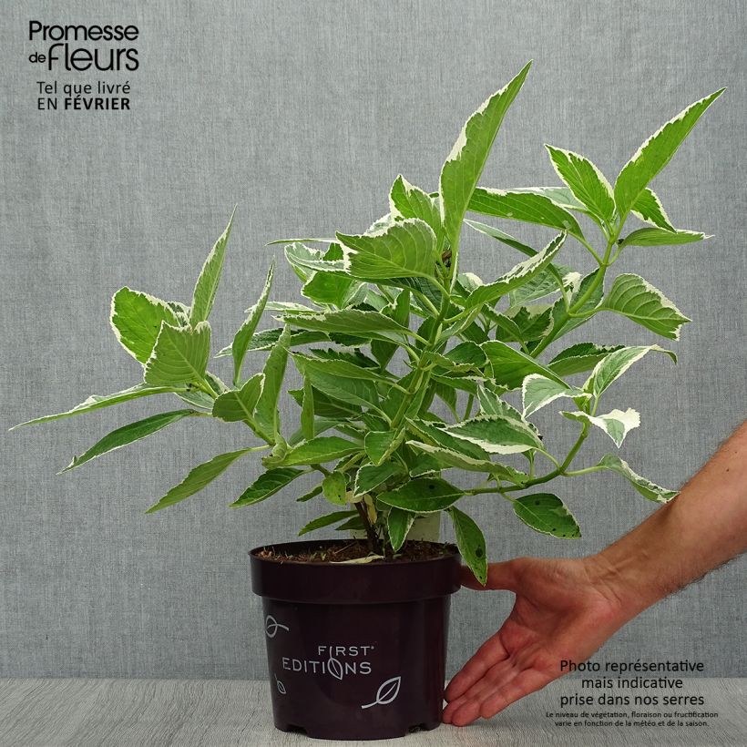 Hydrangea macrophylla LightoDay 3L/4L pot sample as delivered in autumn