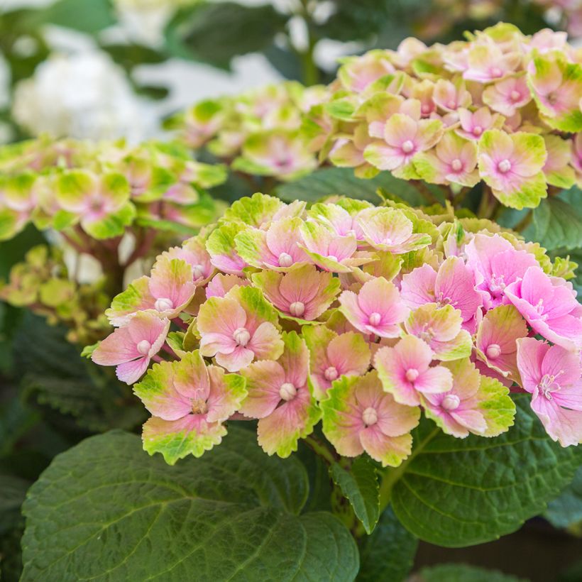 Hydrangea macrophylla Magical Amethyst (Flowering)