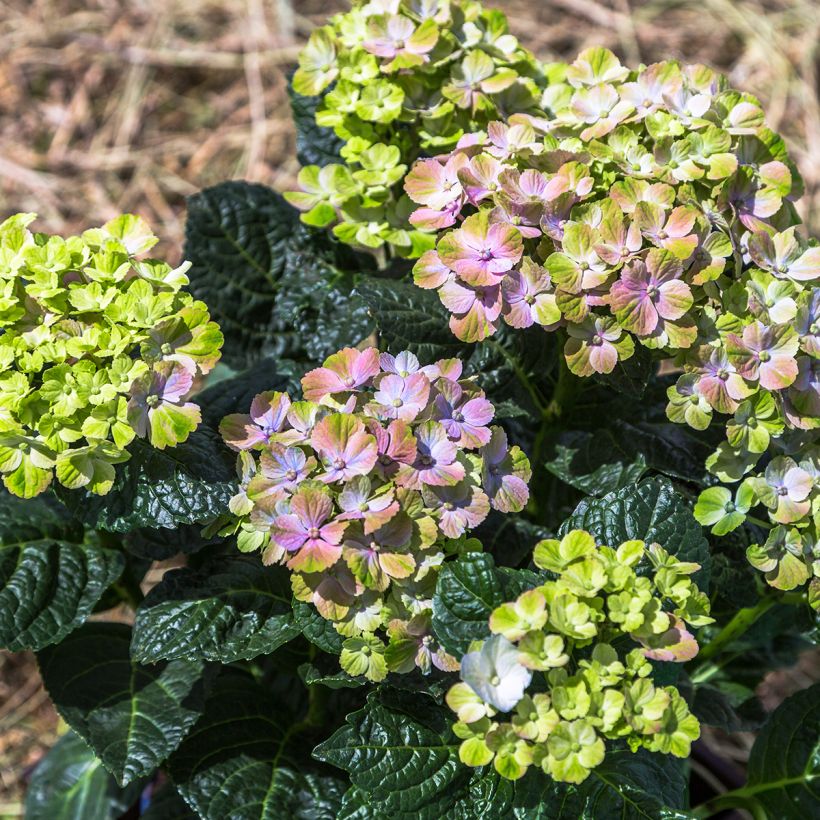 Hydrangea macrophylla Magical Amethyst (Plant habit)