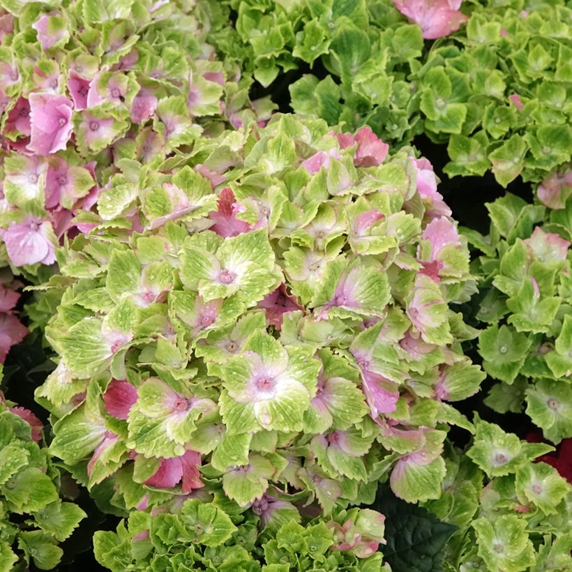 Hydrangea macrophylla Magical Jewel Pink (Flowering)