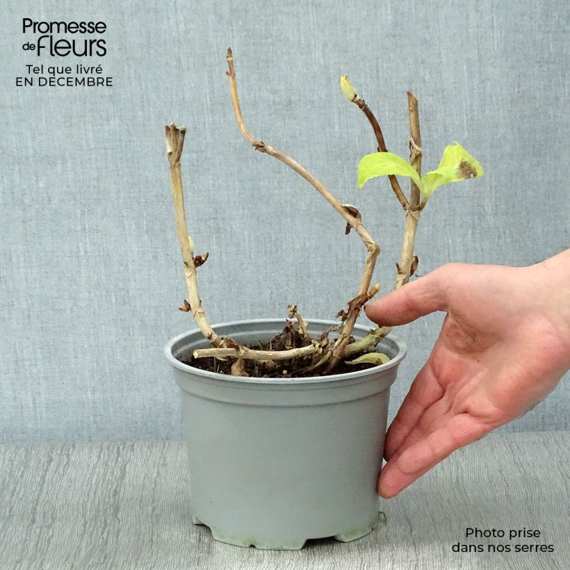Hydrangea macrophylla Magical Noblesse 2L/3L pot sample as delivered in winter