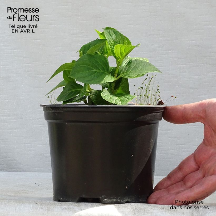 Hydrangea macrophylla Magical Revolution Blue 1.5L/2L pot sample as delivered in spring