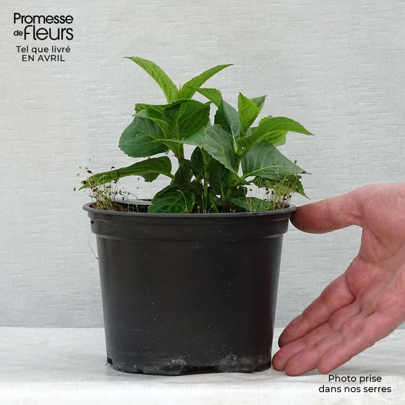 Hydrangea macrophylla Magical Revolution Pink 2L/3L pot sample as delivered in spring