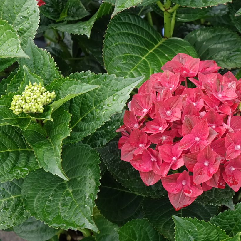 Hydrangea macrophylla Ruby Tuesday (Foliage)