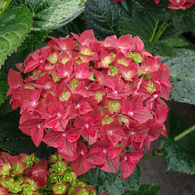 Hydrangea macrophylla Ruby Tuesday (Flowering)