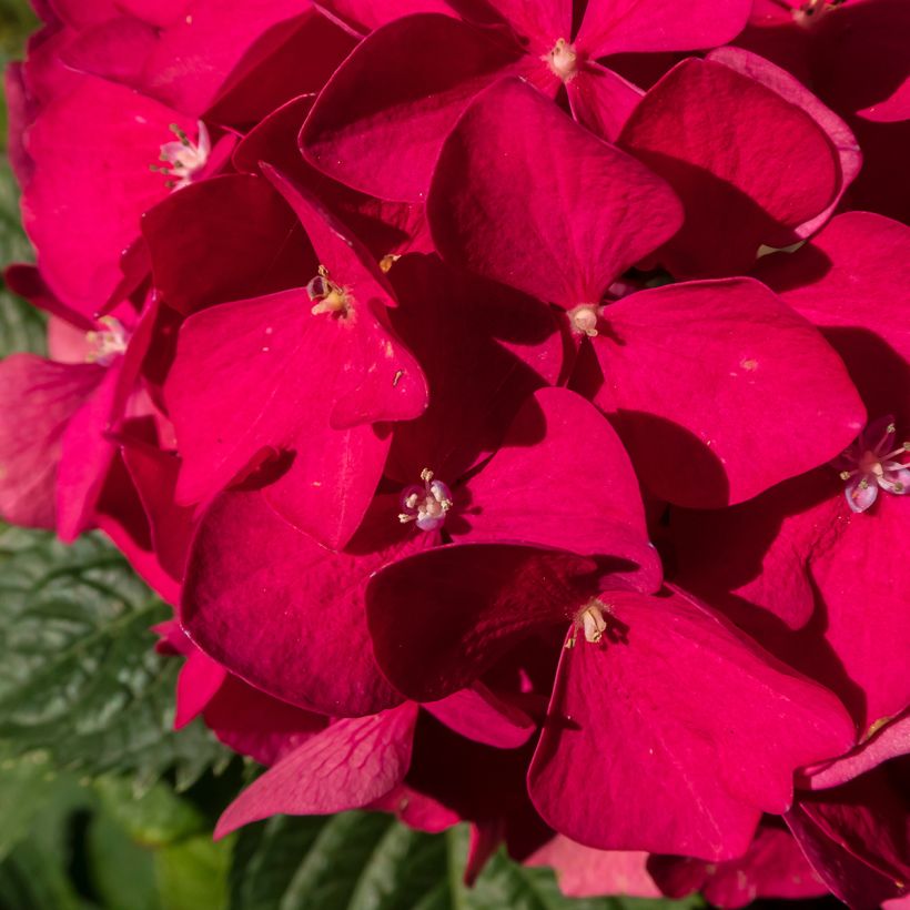 Hydrangea macrophylla Merveille Sanguine (Flowering)