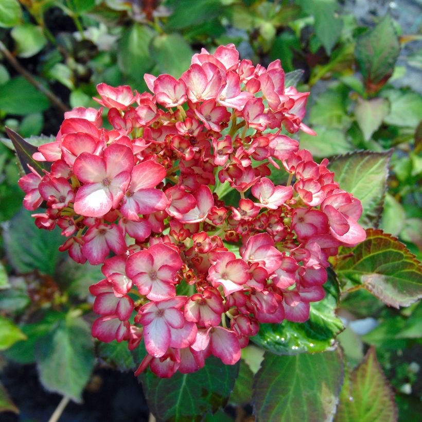 Hydrangea macrophylla Miraï (Flowering)