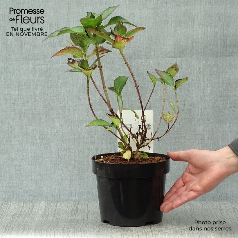Hydrangea macrophylla Miraï 3L/4L pot sample as delivered in autumn