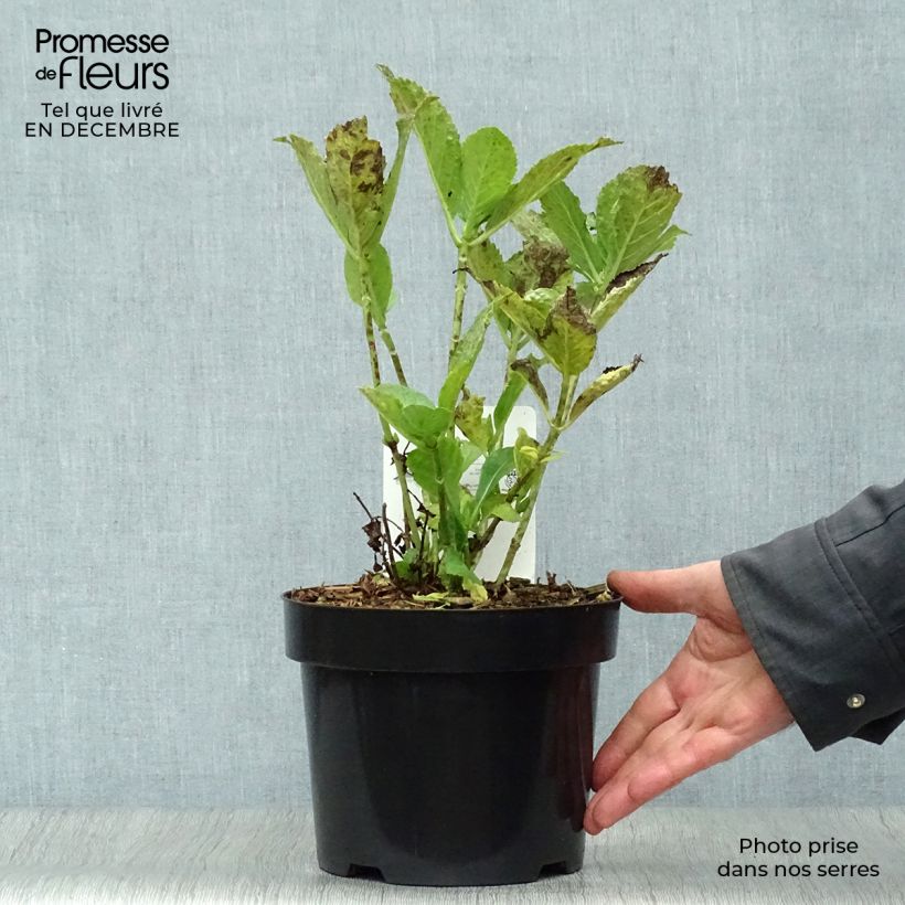 Hydrangea macrophylla Mme Emile Mouillière 3L/4L pot sample as delivered in winter