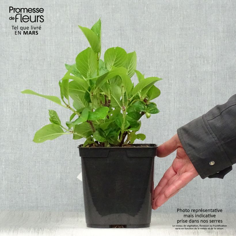 Hydrangea macrophylla Mousmée 2L/3L pot sample as delivered in spring
