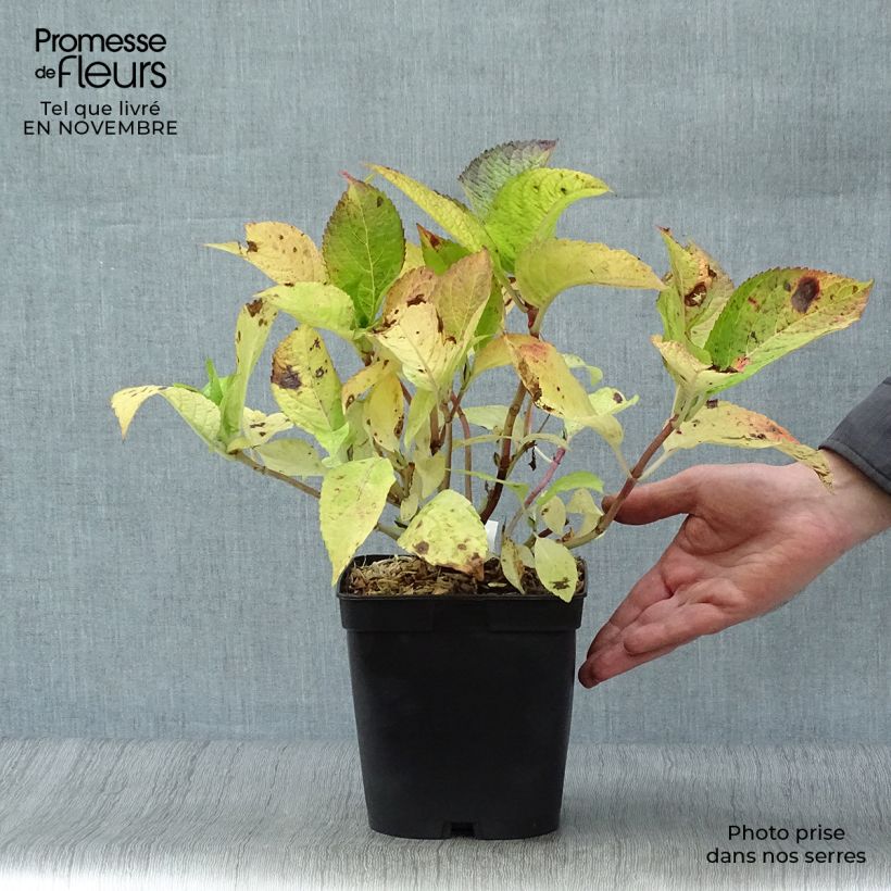 Hydrangea macrophylla Mousseline 2L/3L pot sample as delivered in autumn