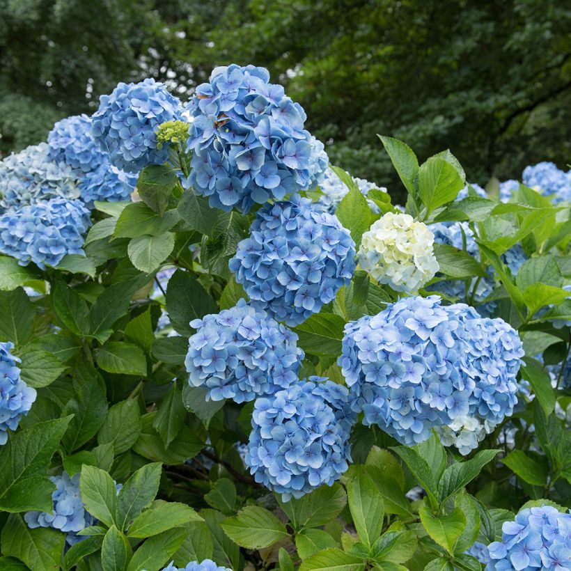 Hydrangea macrophylla Mousseline (Flowering)