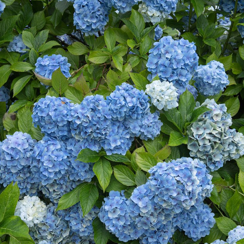 Hydrangea macrophylla Mousseline (Plant habit)