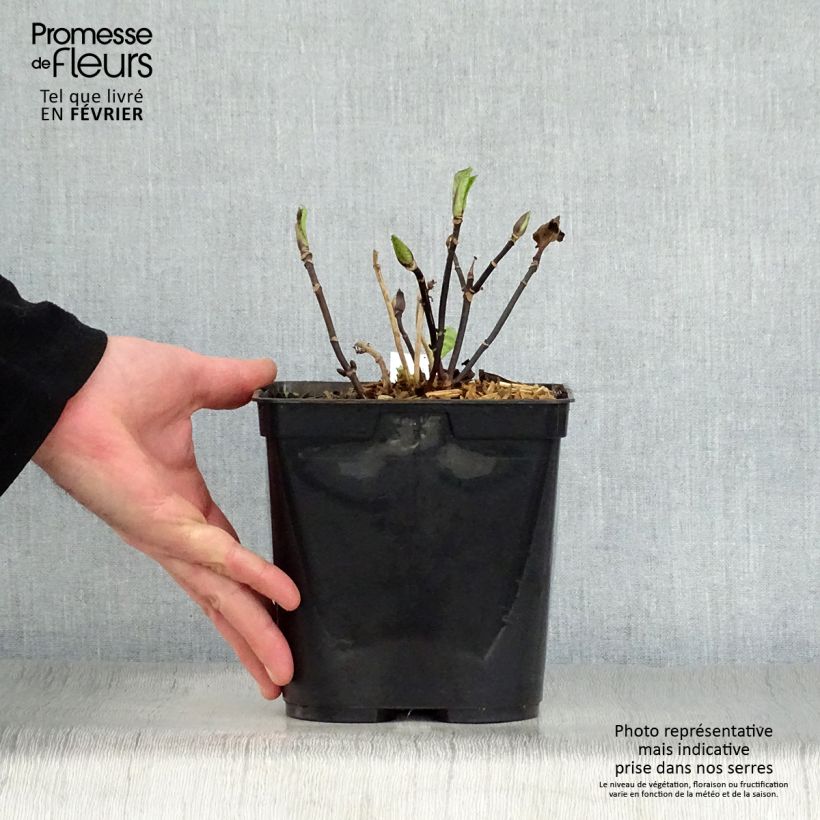 Hydrangea macrophylla Nigra 2L/3L pot sample as delivered in winter