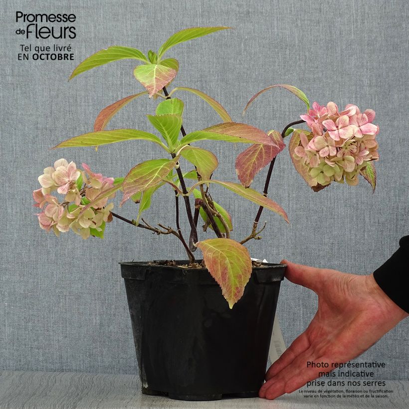 Hydrangea macrophylla Nigra 2L/3L pot sample as delivered in autumn