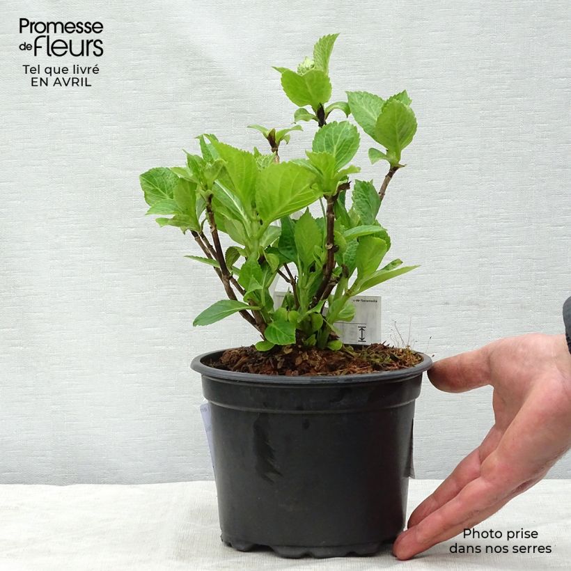 Hydrangea macrophylla Nikko Blue 2L/3L pot sample as delivered in spring