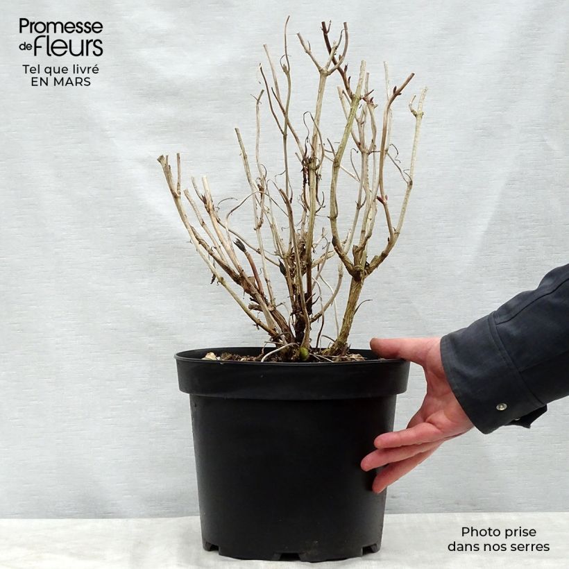 Hydrangea macrophylla Nikko Blue 7.5L/10L pot sample as delivered in spring