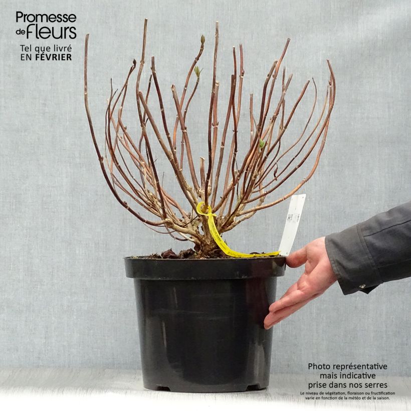 Hydrangea macrophylla Nikko Blue 7.5L/10L pot sample as delivered in winter