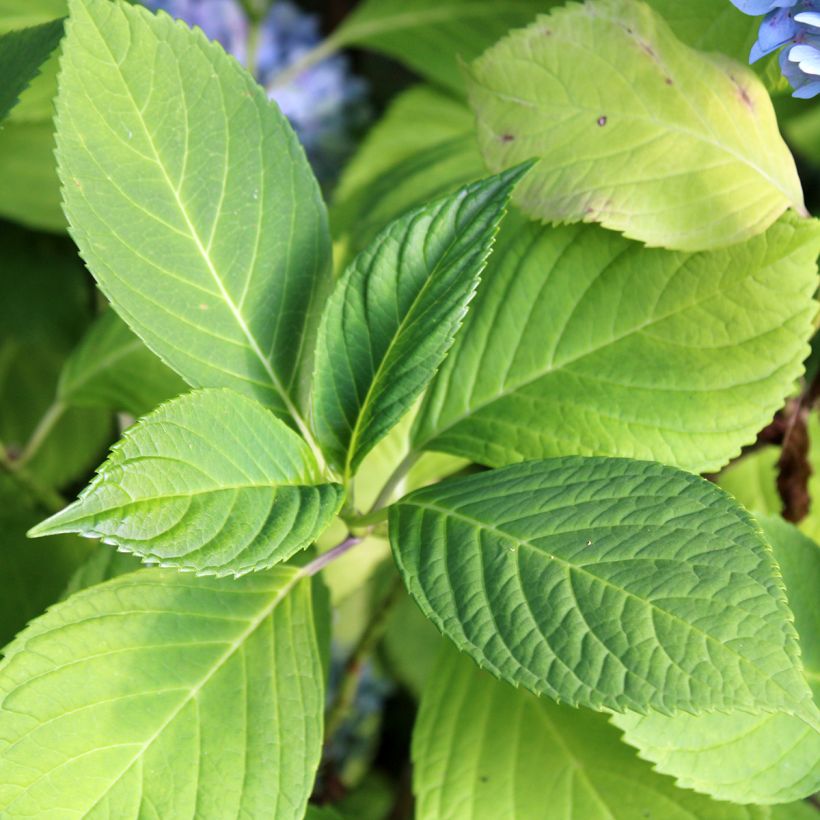 Hydrangea macrophylla Nikko Blue (Foliage)