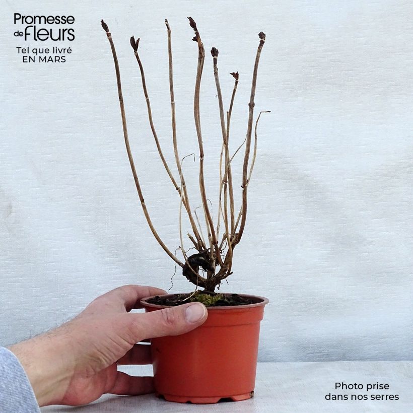 Hydrangea macrophylla Nikko Blue 8/9 cm pot sample as delivered in spring