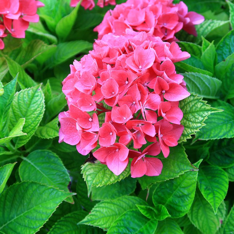Hydrangea macrophylla Pia (Flowering)